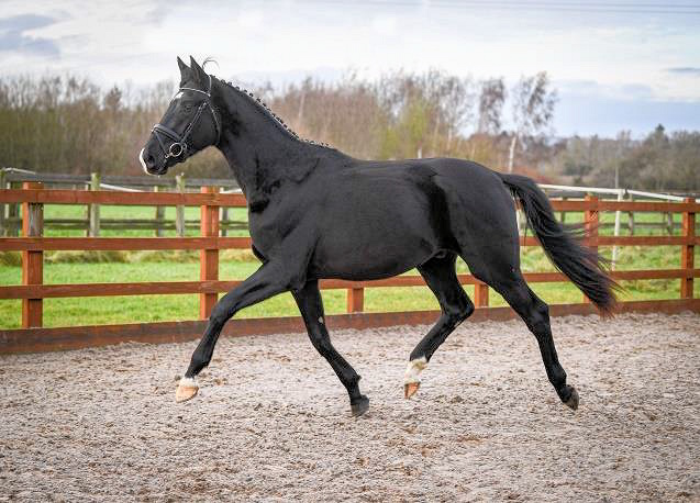 warmblood studbook uk stallion horse breeders