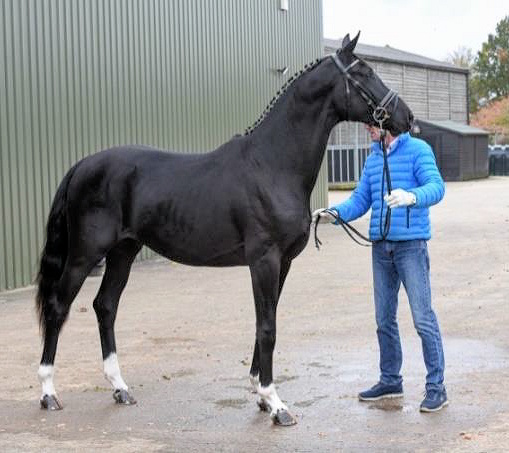 warmblood studbook uk stallion horse breeders